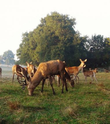Afterwork et visite insolite dans un élevage de cerfs en Maine-et-Loire