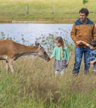 Les cerfs de la Fardelière