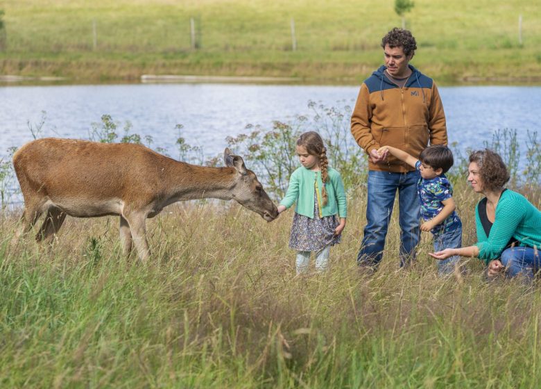 Les cerfs de la Fardelière