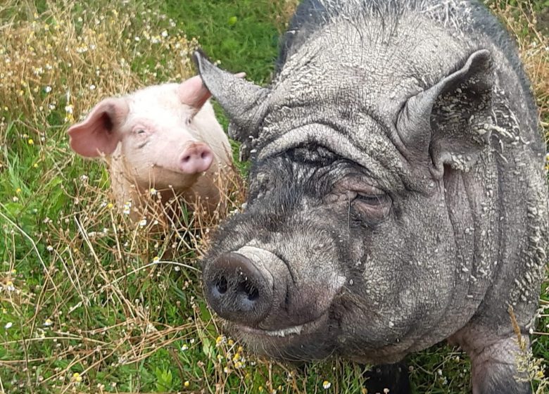Visite à la ferme au Camping La Guyonnière