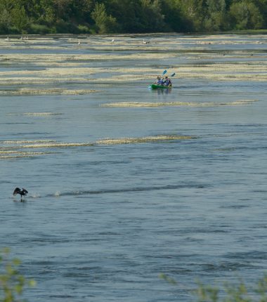 Base de canoë-kayak Pagaies de Loire à Montjean-sur-Loire