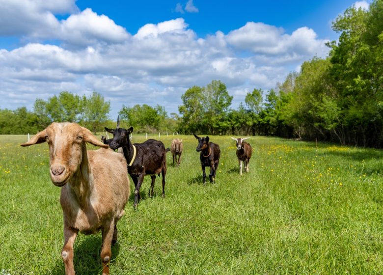Chambre d&rsquo;hôtes des Reinières