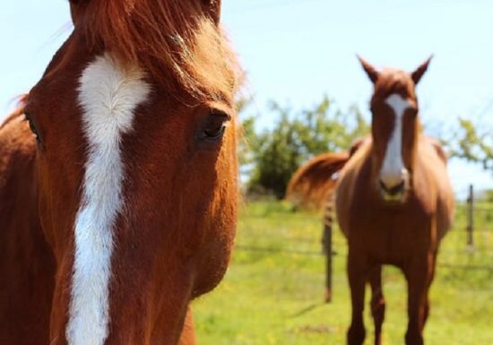 Balades équestres Vignes en Selle