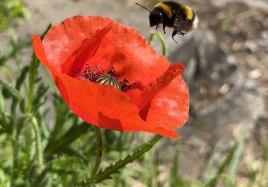 Parenthèse bucolique : instants privilégiés entre nature et mémoire animale