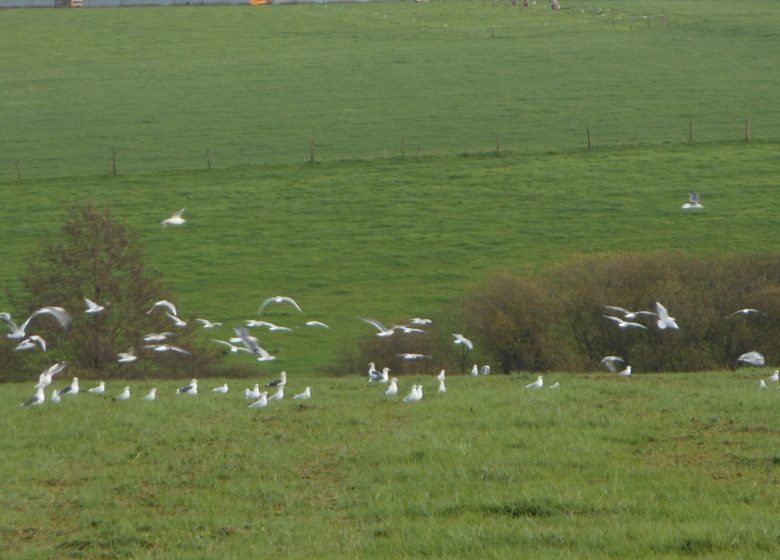 Chambres d&rsquo;hôtes La Basse Gougeonnière