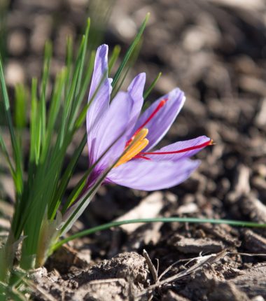 Éveil des sens, du safran au yoga