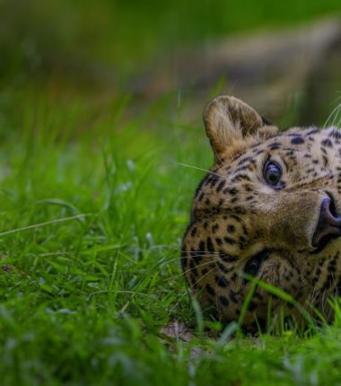 Zoo de la Boissière-du-Doré