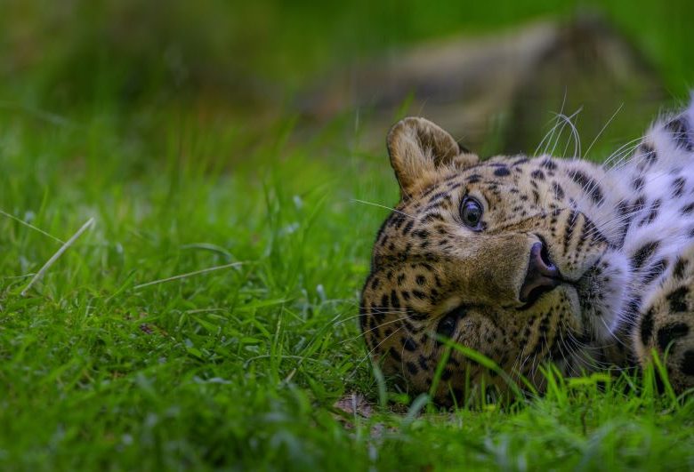 Zoo de la Boissière-du-Doré