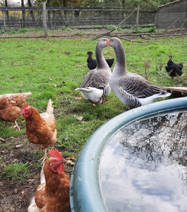 Ferme pédagogique de la Turmelière