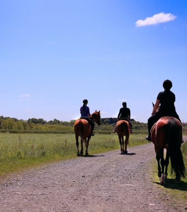 Paddock Paradise Vignes en Selle