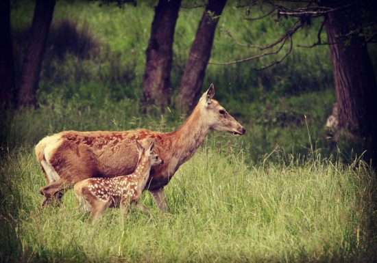 Les cerfs de la Fardelière