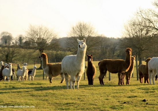 Gite l&rsquo;Atelier – Ferme Brin de Laine Brin de Paille