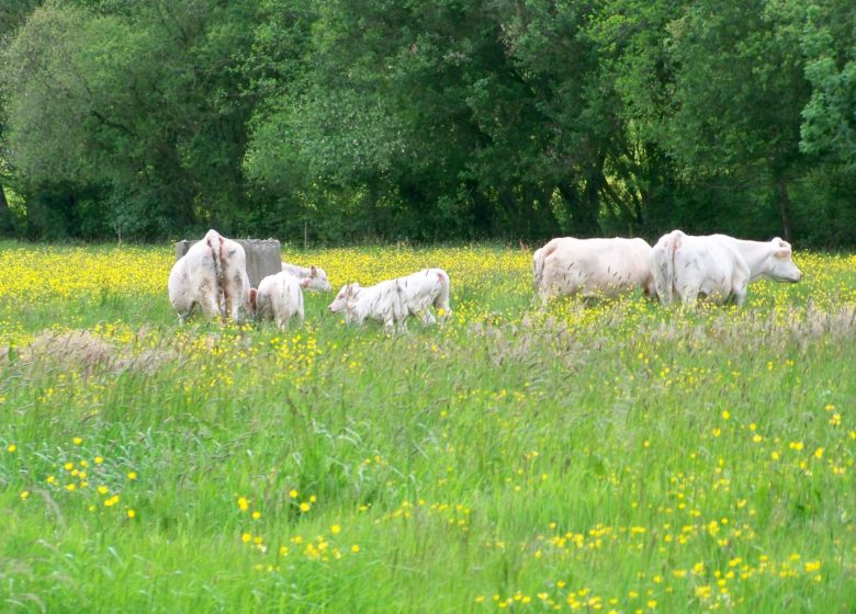 Chambres d&rsquo;hôtes La Génoise