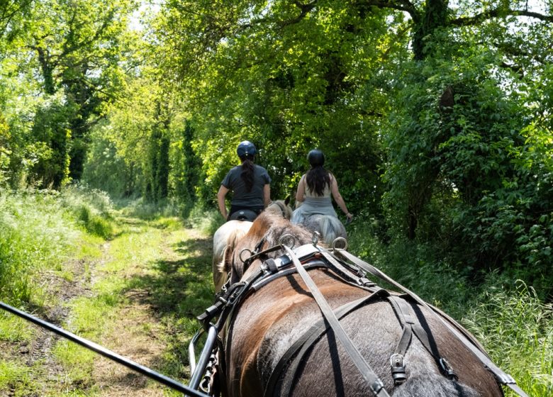Haras de la Salmonière