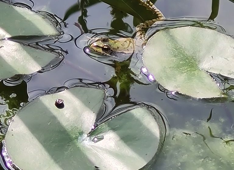 JARDIN DU PARESSEUX