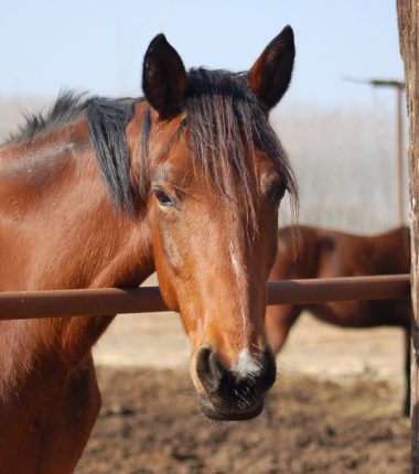 Les écuries du Beuvron
