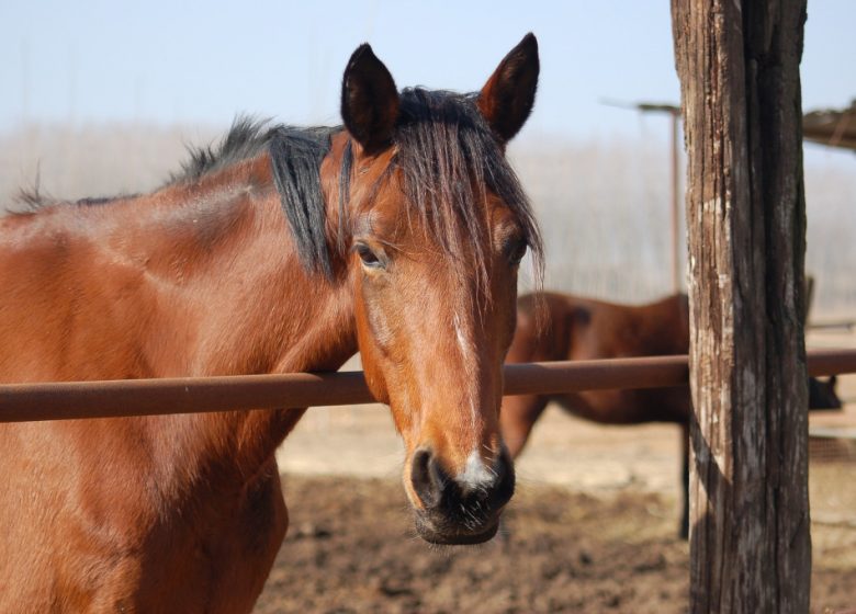 Les écuries du Beuvron