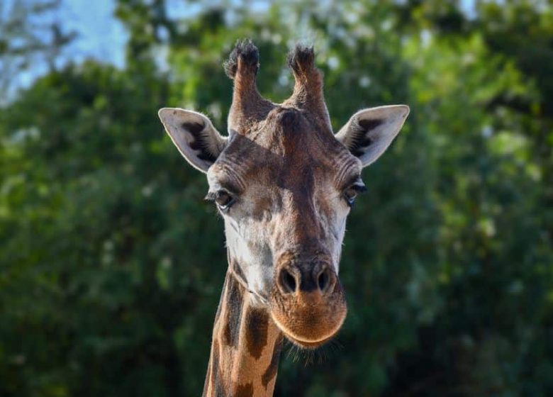 ZOO DE LA BOISSIERE DU DORE