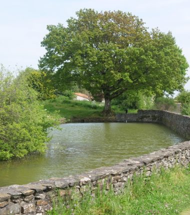 Étang de pêche à la Loge