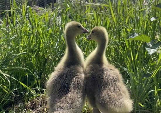Ferme pédagogique de la Turmelière
