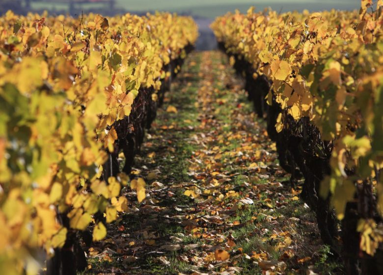 Coffret – Séjour gourmand dans le vignoble en Val de Loire