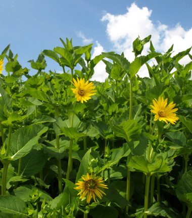 Labyrinthe au Camping La Guyonnière