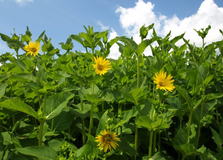 Labyrinthe au Camping La Guyonnière