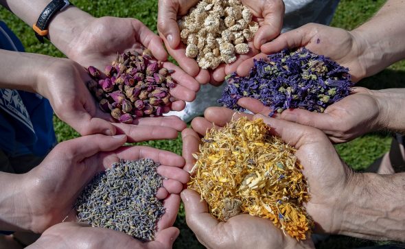 Top 3 des plantes santé, pour se soigner sans se planter !
