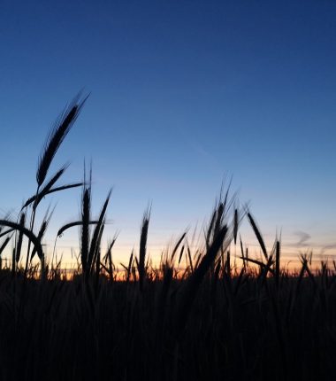 Portrait d’une assÔ : Un Village, Un Moulin