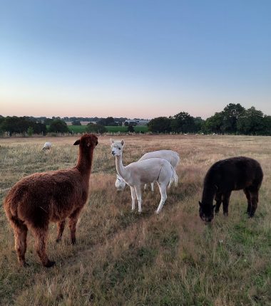 Portrait de passionnés : Ferme Brin de Laine Brin de Paille