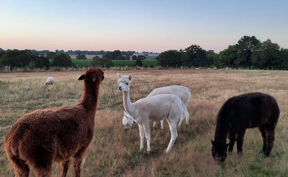 Portrait de passionnés : Ferme Brin de Laine Brin de Paille