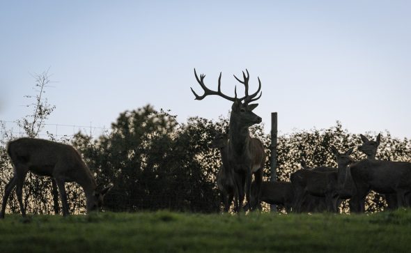 J’ai testé pour vous, la veillée du brâme à La Fardellière