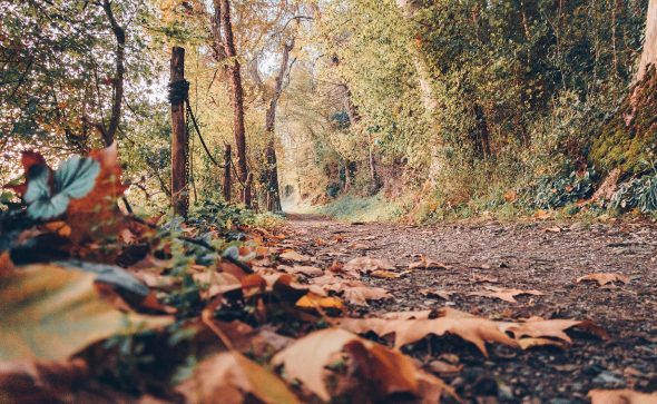 Top 3 des plus jolies balades en forêt dans le Maine et Loire