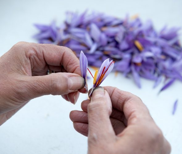 Or rouge des Mauges : quand le safran sublime la table