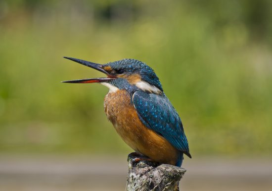 Croisière découverte sur la Loire sur La Ligériade à Montjean-sur-Loire