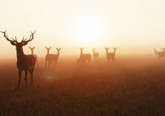 Grande soirée « Brâme du Cerf » à la Fardellière