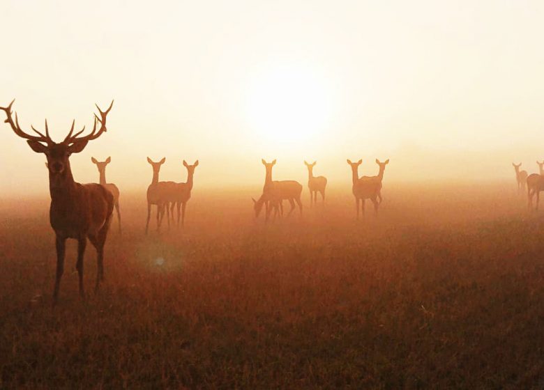 Grande soirée « Brâme du Cerf » à la Fardellière