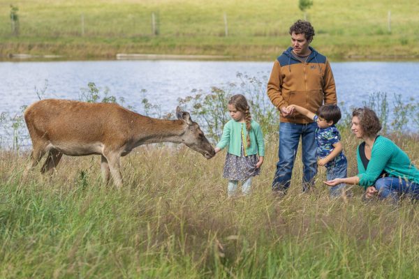 Les Cerfs de la Fardellière 