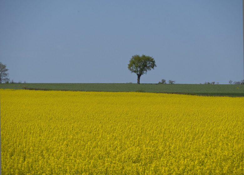 L&rsquo;ILE DE CHALONNES