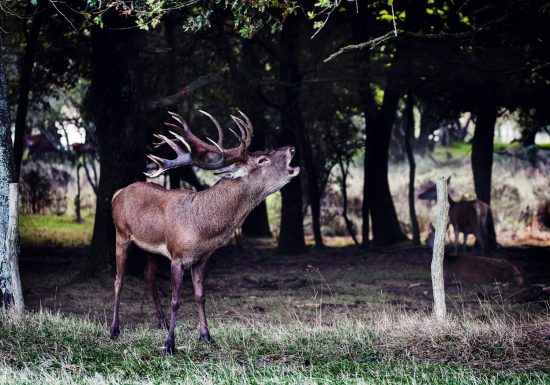 Grande soirée « Brâme du Cerf » à la Fardellière