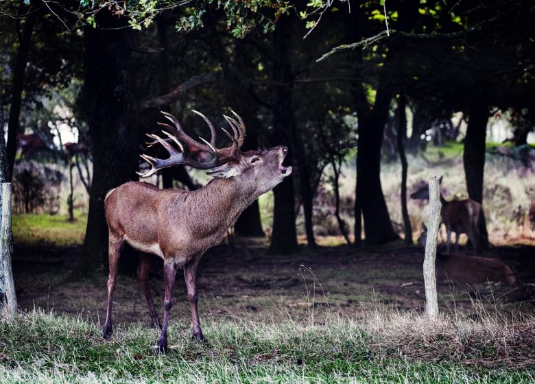 Grande soirée « Brâme du Cerf » à la Fardellière