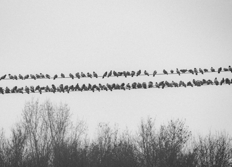 Exposition « de Blanc et de Noir »