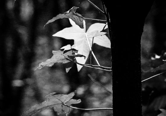 Atelier photo « Couleur ou Noir & Blanc ? »