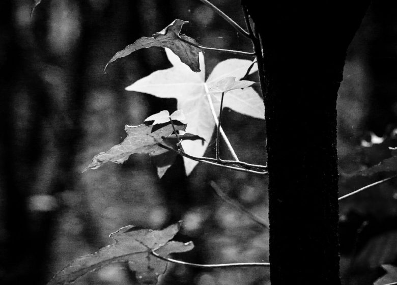 Atelier photo « Couleur ou Noir & Blanc ? »