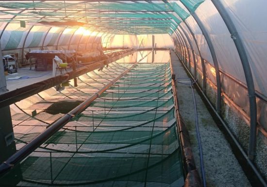 C&rsquo;est quoi ton entreprise 2026 ? Tess Spiruline