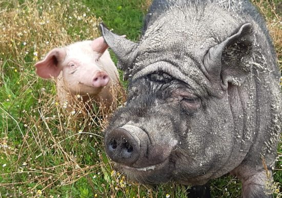 Visite à la ferme au Camping La Guyonnière