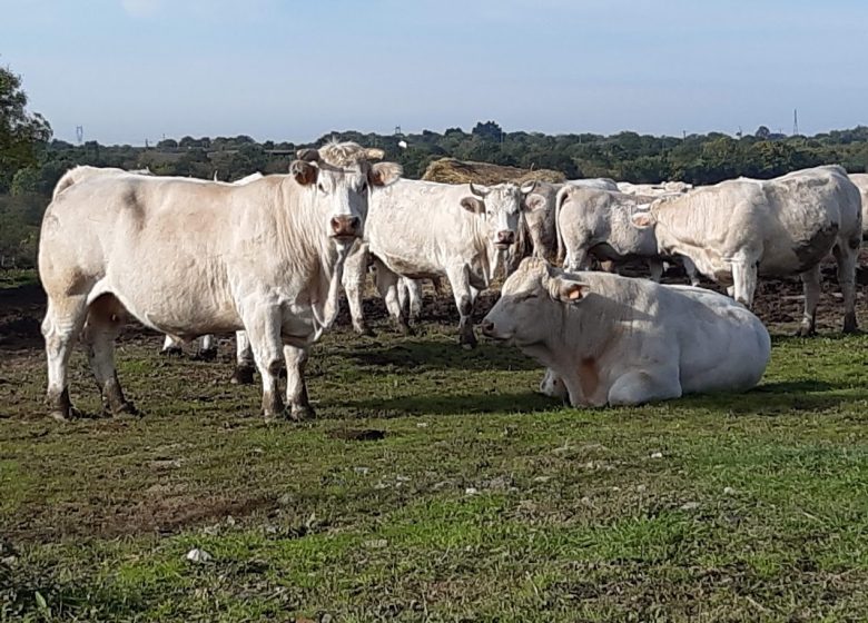 Visite à la ferme au Camping La Guyonnière
