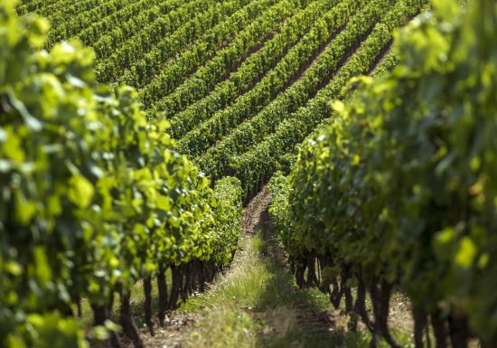 Domaine des Galloires