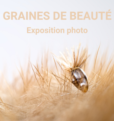 Exposition temporaire « Graines de beauté »