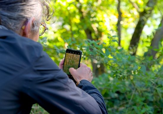 Nuit au Jardin Camifolia